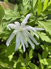 Anemonoides pseudoaltaica