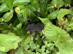 Bufo bankorensis