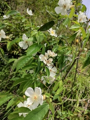 Rosa henryi