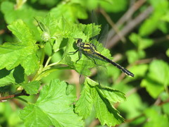 Hylogomphus adelphus