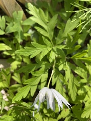 Anemonoides pseudoaltaica