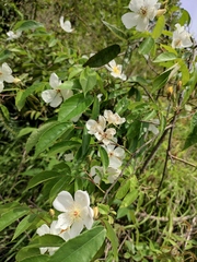 Rosa henryi