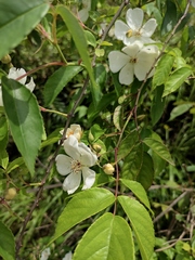 Rosa henryi