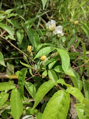 Rosa henryi
