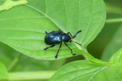 Platycorynus peregrinus