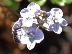 Protosmia rubifloris