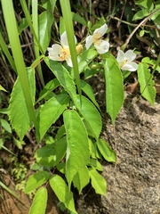 Rosa henryi