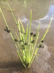 Cyperus reflexus
