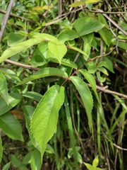 Rosa henryi