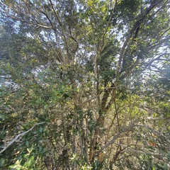 Anastrabe integerrima