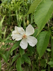 Rosa henryi
