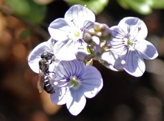 Protosmia rubifloris