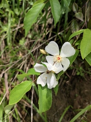 Rosa henryi