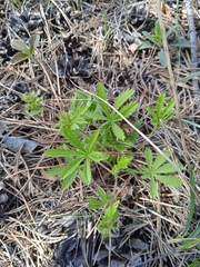 Potentilla humifusa