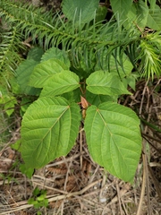 Acer davidii