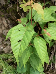 Acer davidii