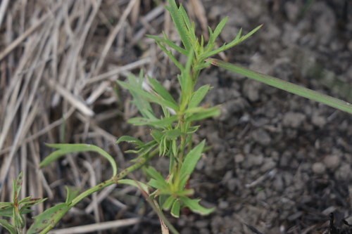Image of Haloragis heterophylla by (c) Dylan Wishart, some rights reserved (CC BY)