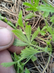 Potentilla humifusa