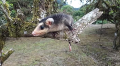 Didelphis marsupialis
