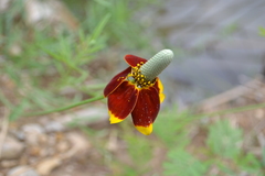 Ratibida columnifera