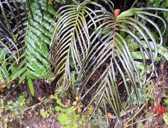 Blechnum triangularifolium