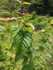 Acer davidii