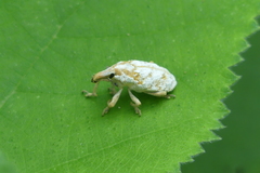Xanthochelus major