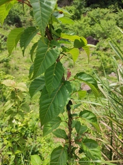 Acer davidii