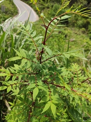 Zanthoxylum ailanthoides