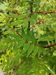 Zanthoxylum ailanthoides
