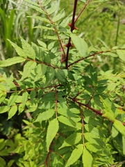 Zanthoxylum ailanthoides