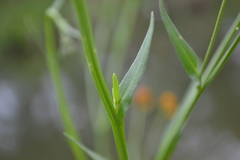 Ratibida columnifera