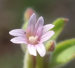 Epilobium torreyi