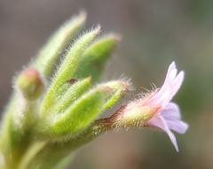 Epilobium torreyi
