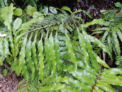 Blechnum triangularifolium