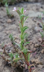 Epilobium torreyi