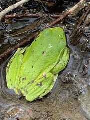 Zhangixalus schlegelii