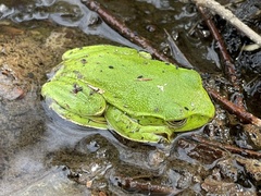 Zhangixalus schlegelii