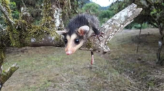 Didelphis marsupialis