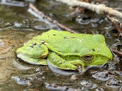Zhangixalus schlegelii