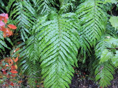 Blechnum triangularifolium