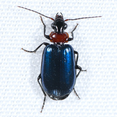 Lebia cyanipennis