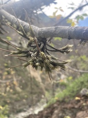 Tillandsia minutiflora