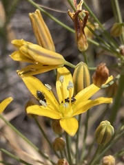 Bloomeria crocea crocea