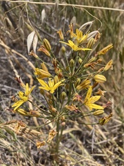 Bloomeria crocea crocea