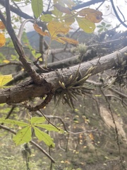Tillandsia minutiflora