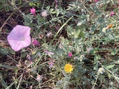 Convolvulus althaeoides