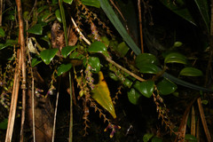 Stelis piperina