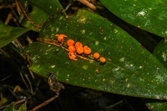 Pleurothallis truncata