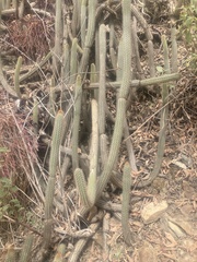 Cleistocactus pungens
